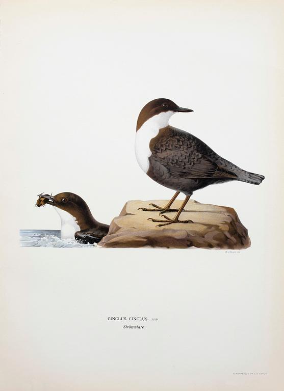 LITOGRAFISKA TRYCK, ca 170 st, ur von Wrights "Svenska fåglar", A. Börtzells, Stockholm, 1920-tal.