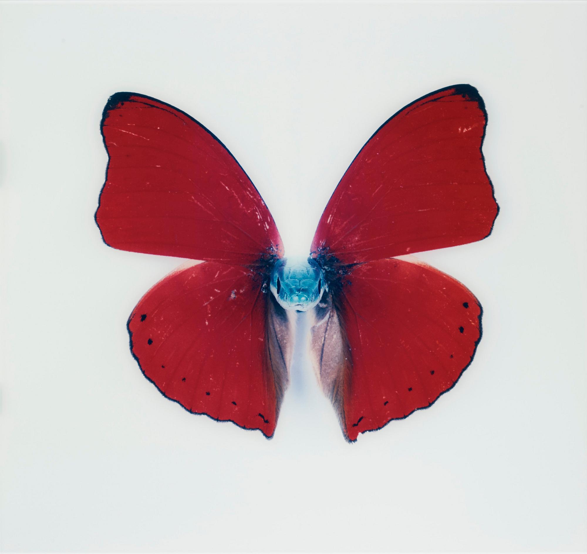 Nathalia Edenmont, Nathalia Edenmont, "Kirin", 2005-2007.