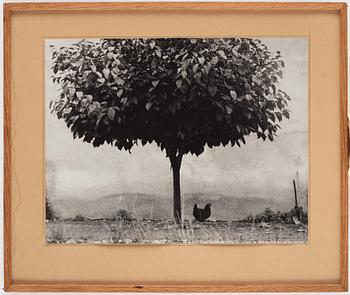 Edouard Boubat, "La Poule et L’Arbre, France", 1950.