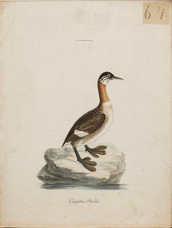 ANDERS SPARRMAN, 5 st fågelplanscher ur "Museum Carlsonianum", 1786-89.