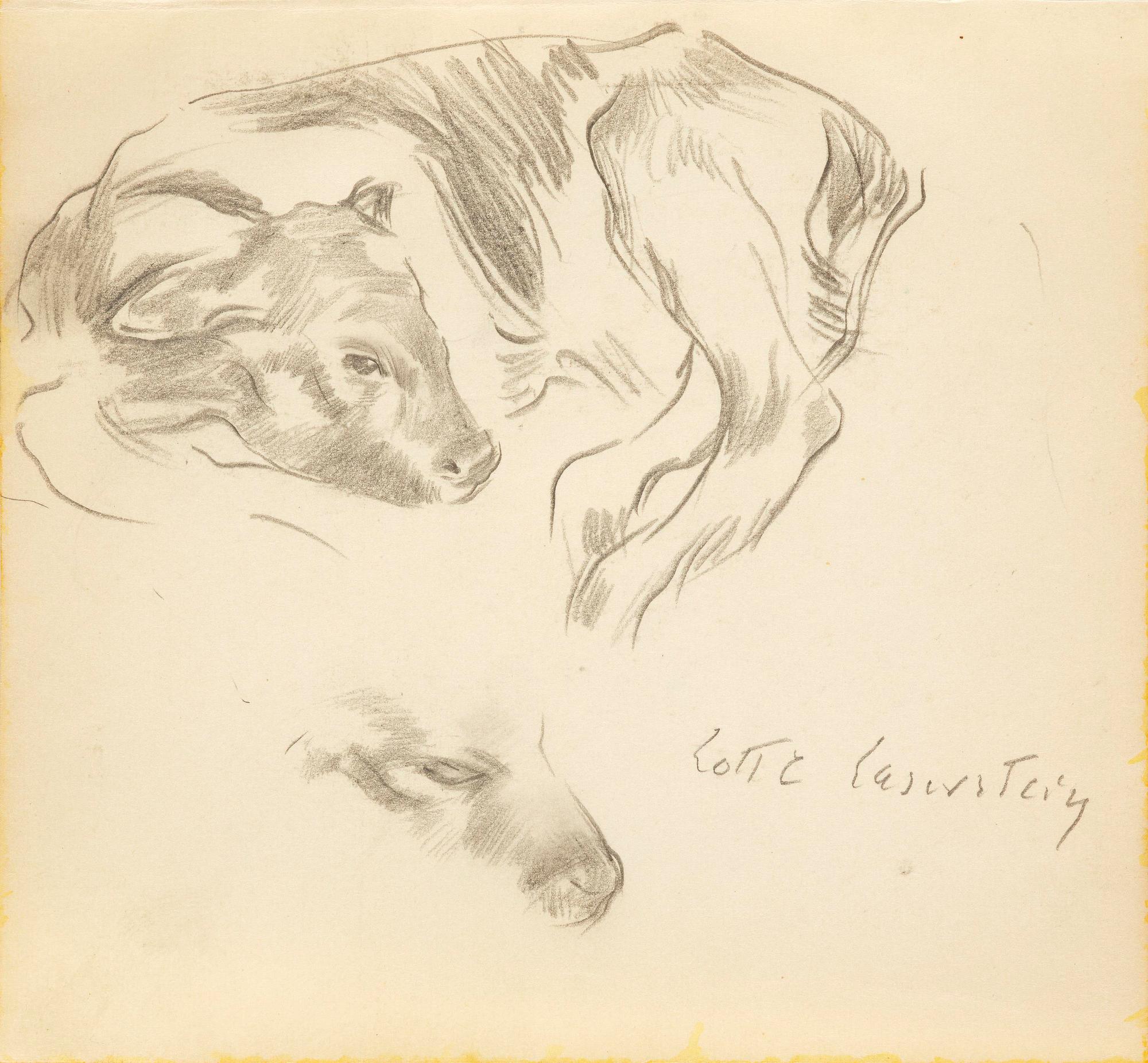 Lotte Laserstein, Study of a calf.