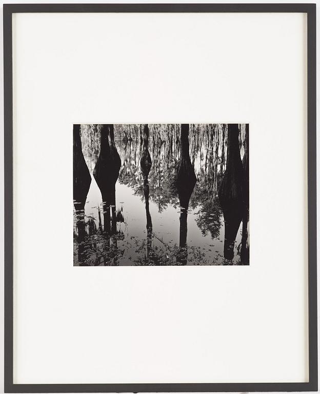 Brett Weston, "Cypress Trees and Swamp, North Carolina", 1947.