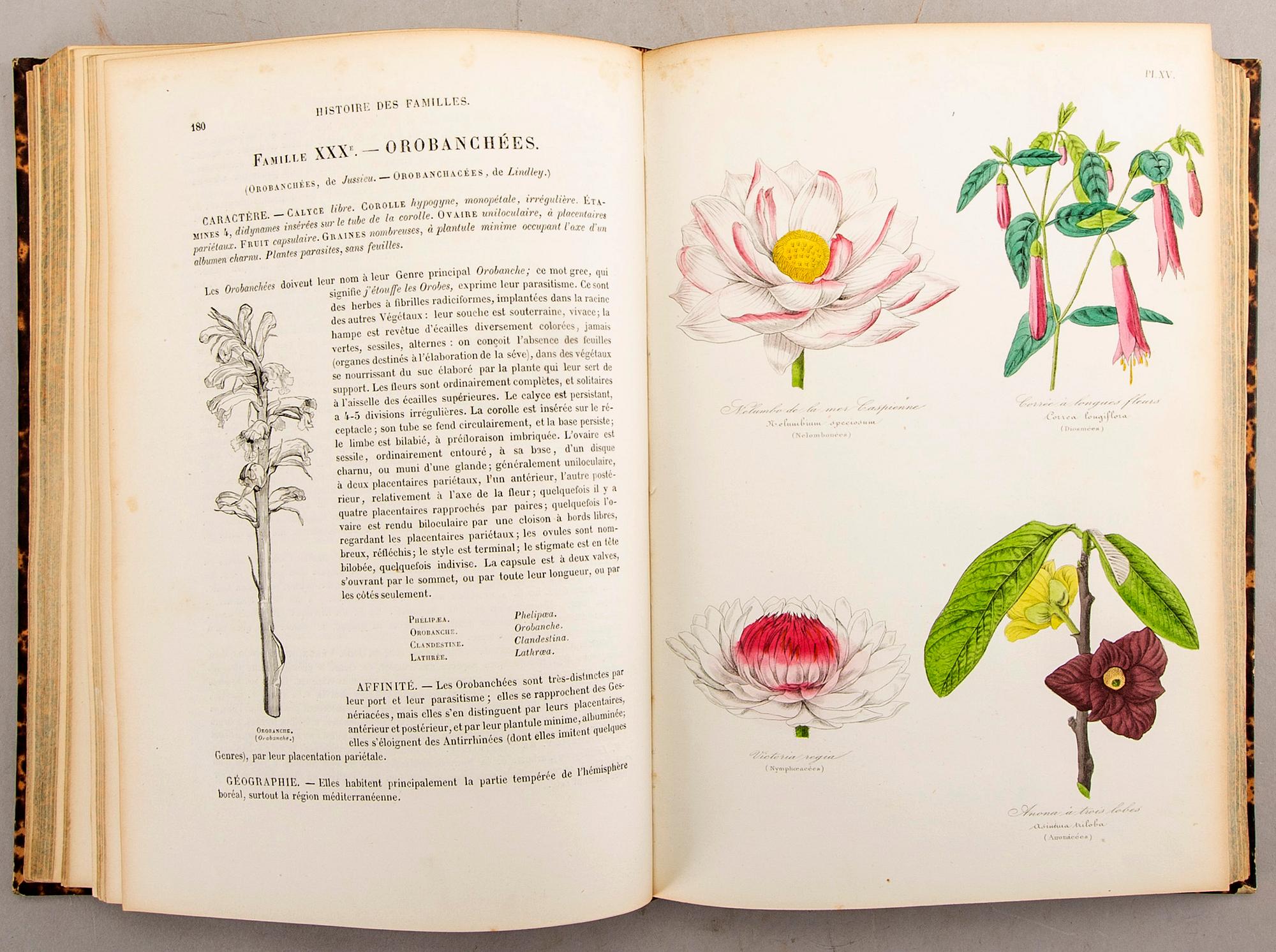 Emmanuel Le Maout, book 'Botanique. Organographie... Histoire naturalle', Paris 1855.
