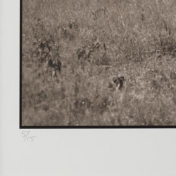 Nick Brandt, "Lion Jumping from Tree, Masai Mara", 2008.