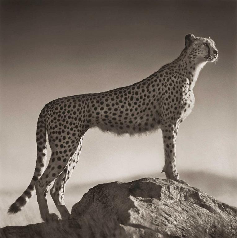 Nick Brandt, "Cheetah Standing on Rock, Serengeti 2007".