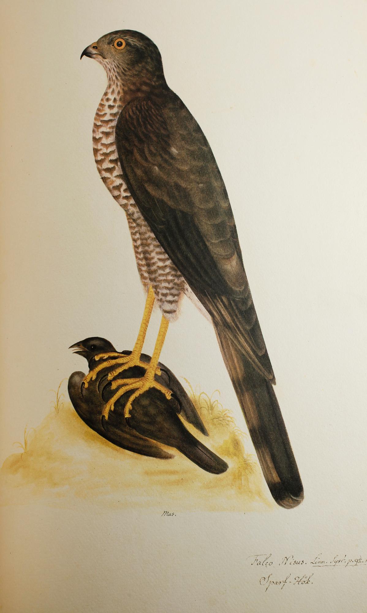 BÖCKER, 2 vol, "Fogelboken", Olof Rudbeck dy, René Coeckelberghs Bokförlag, Stockholm, 1985.