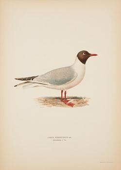 LITOGRAFISKA TRYCK, 50 st, ur M och W von Wrights "Svenska fåglar", A. Börtzells, Stockholm, 1900-talets första hälft.