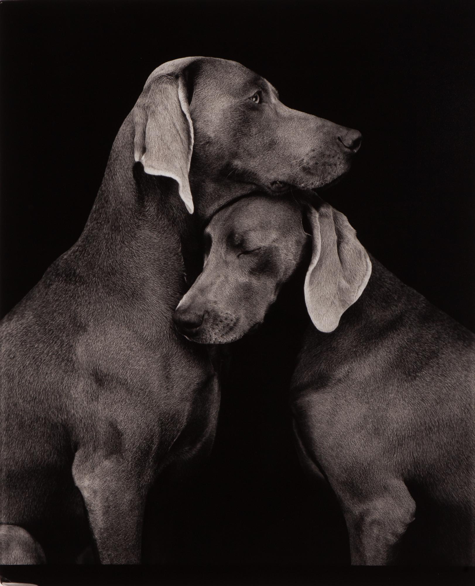 William Wegman, "Friends".