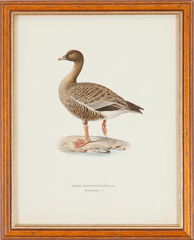 LITOGRAFISKA TRYCK, 5 st, ur M och W von Wrights "Svenska fåglar", A. Börtzells, Stockholm, 1917-29.