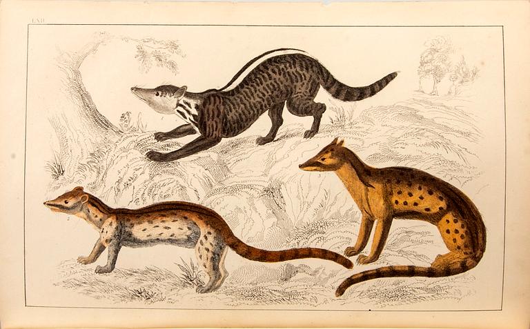 OLIVER GOLDSMITH 'A History of The Earth and Animated Nature' I-II, hand colored plates, c 1870.