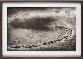 Nick Brandt, "Wildebeest Arc, Maasai Mara", 2006.