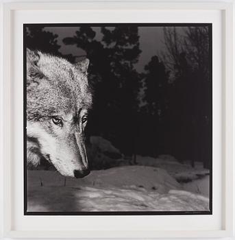 Hans Gedda, "Wolves", 2002.