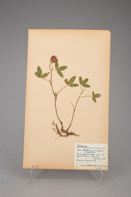 HERBARIUM, 2 st, 1940-tal.