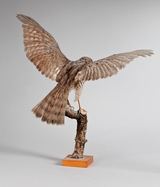 A 20th century stuffed sparrowhawk.