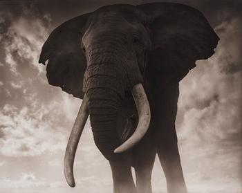 Nick Brandt, "Elephant Against Sky, Amboseli 2011".