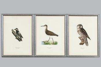 623. Wilhelm von Wright, LITHOGRAPHS 3 PCS.