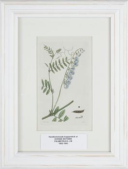 JOHAN WILHELM PALMSTRUCH, 6 st, handkolorerade kopparstick, 1800-talets första hälft.