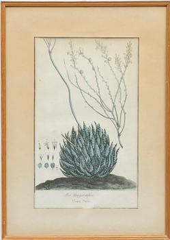 Five hand-coloured botanical copper plates, 18th-19th century. Including Johann Jakob Haid & Augustus Vind.