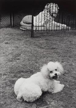 Hans Hammarskiöld, "Syon Park, London", 1955.