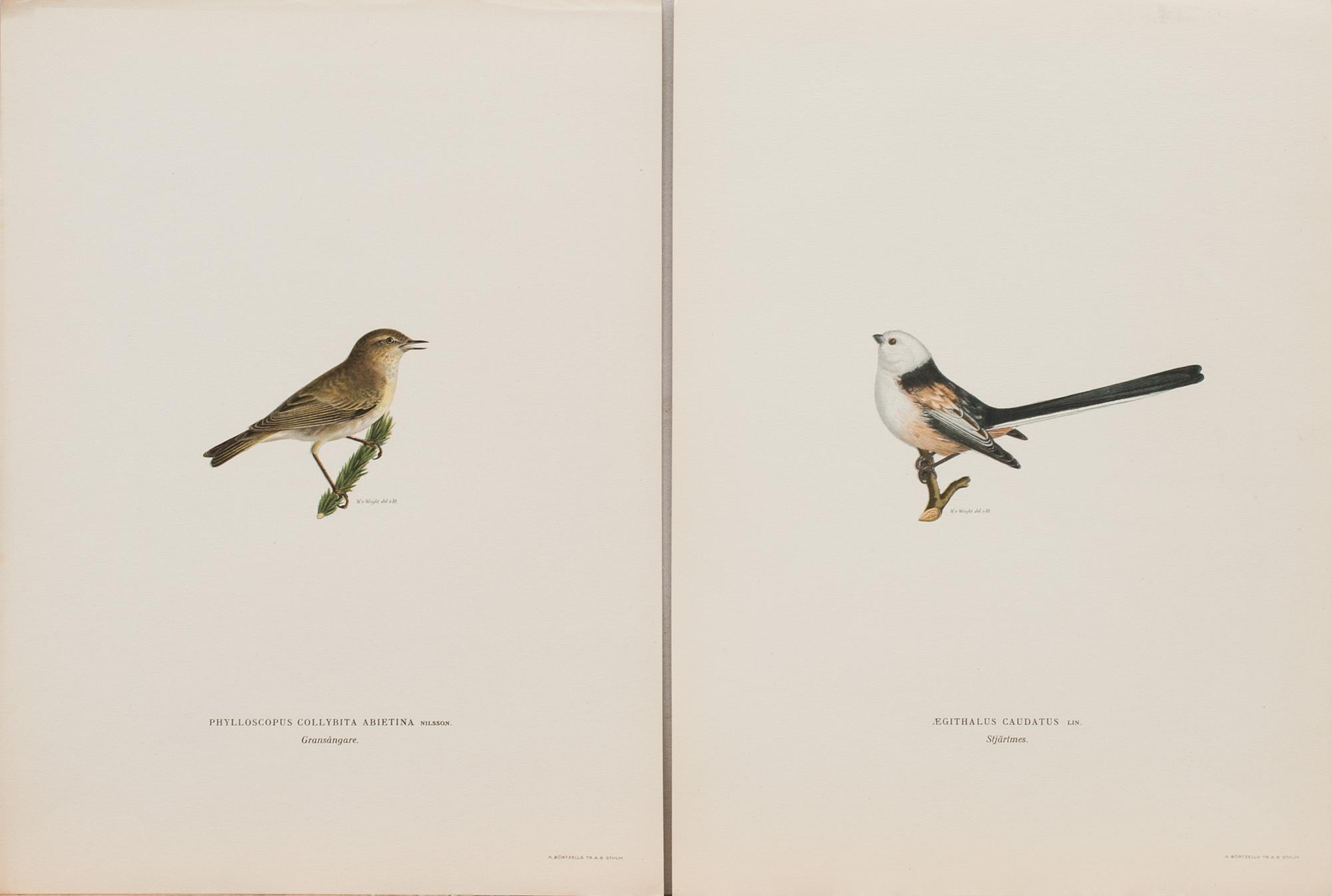 LITOGRAFIER, 41 st, ur "Svenska fåglar", Bror Hallberg, Magnus och Wilhelm von Wright, 1900-talets första hälft.