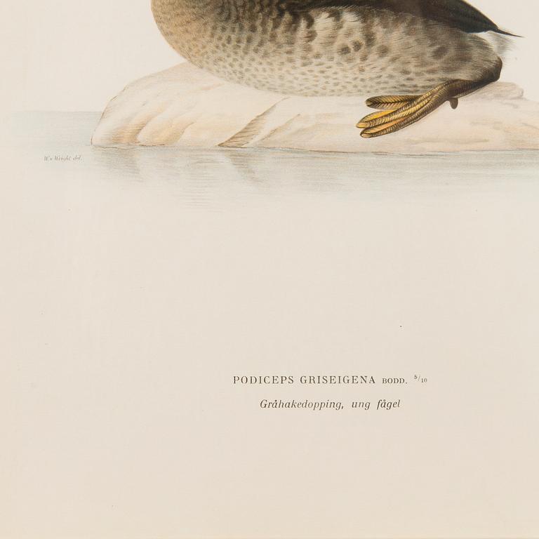 LITHOGRAPHS, 5 pcs, after Wilhelm von Wright and Bror Hallberg. A. Börtzell, Stockholm.