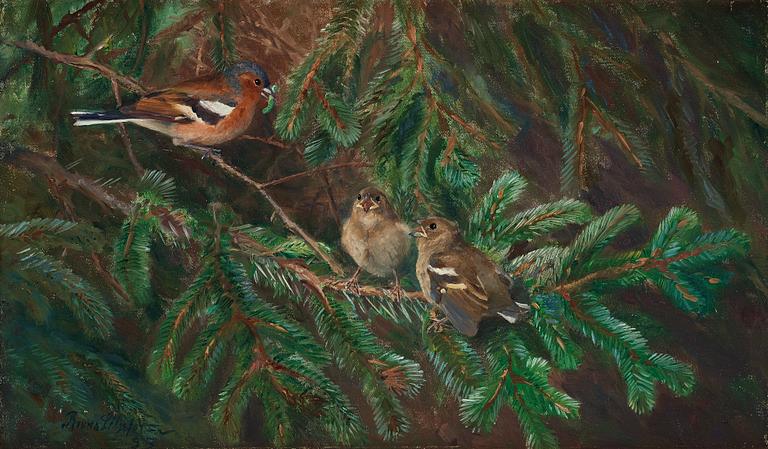 Bruno Liljefors, Common chaffinch feeding nestlings.