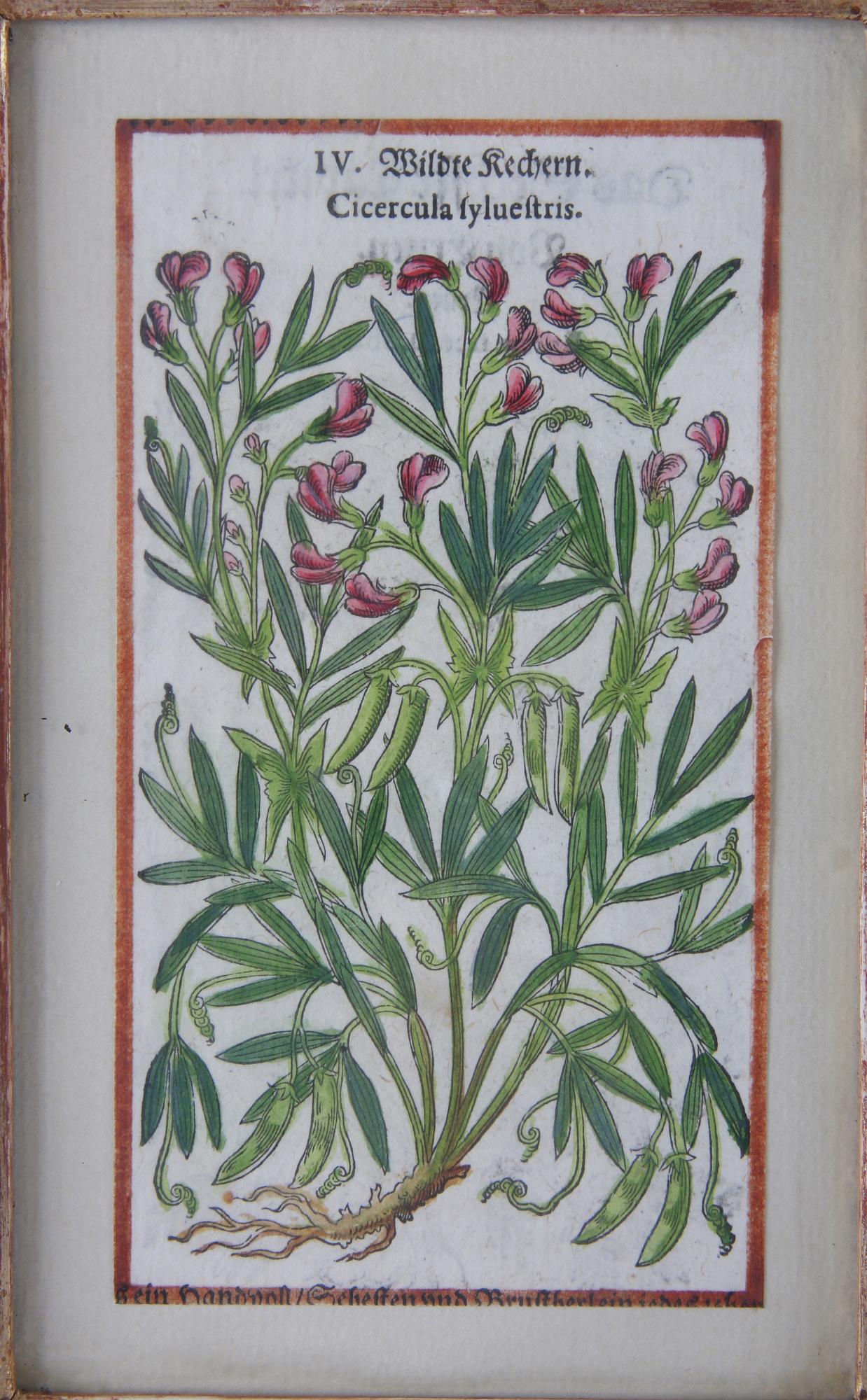 HANDKOLORERADE GRAVYRER, 2st, och KOPPARSTICK, 17/1800-tal.