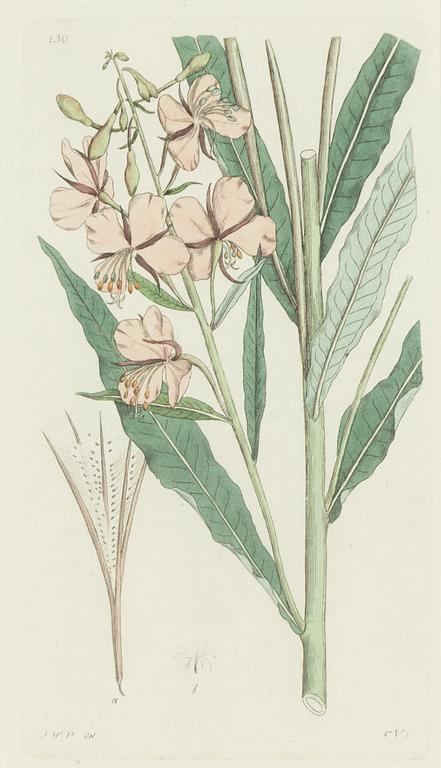 Twelve hand-coloured engravings, J.W. Palmstruch, from 'Svensk Botanik', 1802-1840.