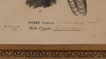 FÄRGLITOGRAFI, Wilhelm von Wright, ur verket "Svenska Foglar", daterad 1828, numrerad 7/10.