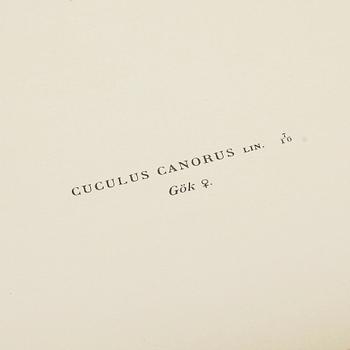 LITOGRAFISKA TRYCK, ca 100 st, ur von Wrights "Svenska fåglar", utgivna av A Börtzells, 1920-tal.