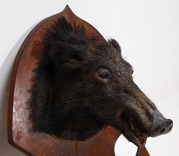 JAKTTROFÉ, vildsvinshuvud och klövar monterade som klädhängare.