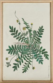 GRAVYRER, 8 st, ur Flora Danica, 1800-tal.