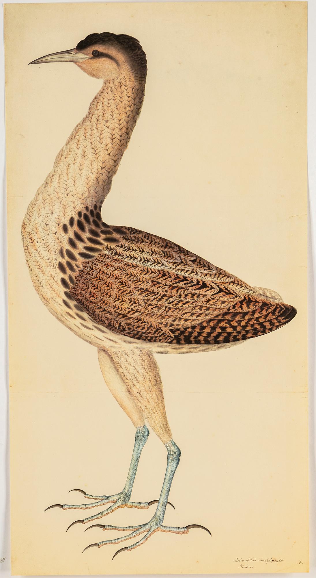 Olof Rudbeck the younger, after, a portfolio and two books, 1985. Numbered 285/1499.