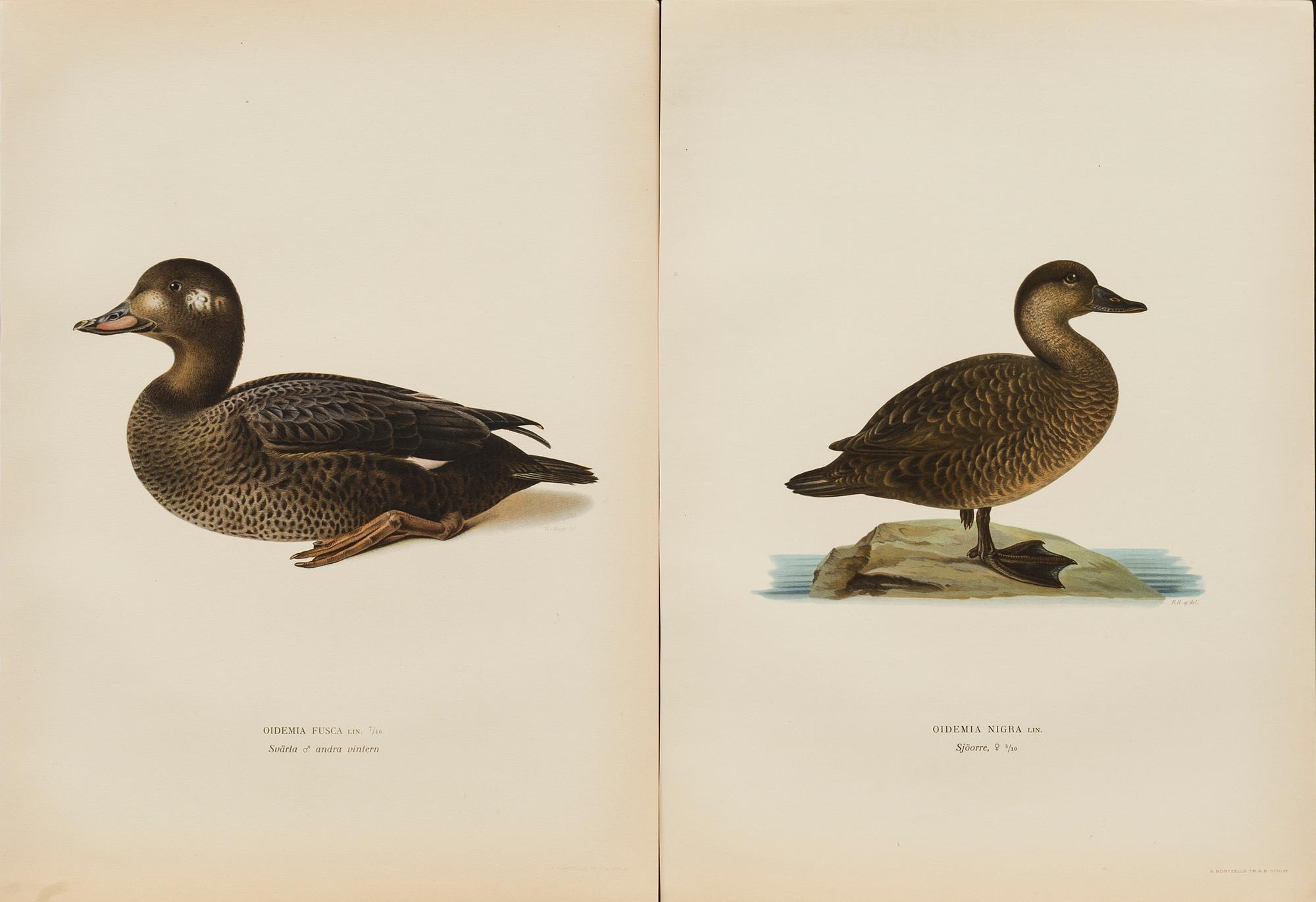 UR "SVENSKA FÅGLAR", litografier, 50 st, efter  M och W von Wrights 
 A. Börtzells Stockholm.