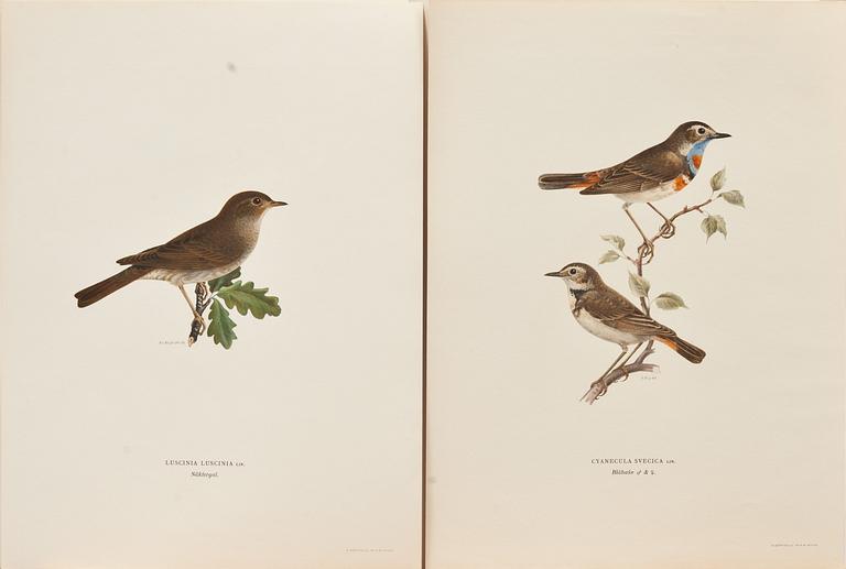 WILHELM VON WRIGHT, ca 320 st, litografiska tryck, "Svenska fåglar".
