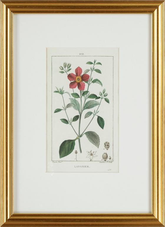 HANDKOLORERADE GRAVYRER, 6 st ur "Flore Médicale" av P.J.F.Turpin mfl, Paris 1814-1818.