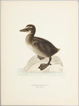 LITOGRAFISKA TRYCK, ca 30 st, ur M och W von Wright, Svenska fåglar.
