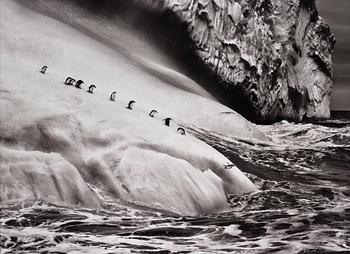 Sebastião Salgado, "Chinstrap Penguins, South Sandwich Island", 2009.