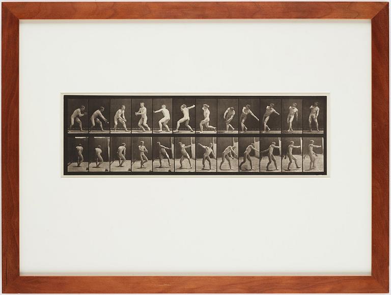 Eadweard Muybridge, Plate 284 ur "Animal Locomotion", 1887.