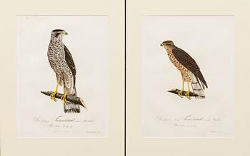 PLANSCHER, kopparstick, 4 st, Ur Teutsche Ornithologie..." 1800-1817, gravör Johann Conrad Susemihl.