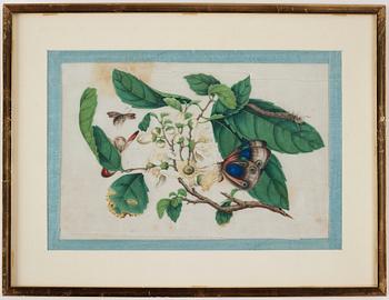 OKÄND KONSTNÄR, akvarell och tusch på rispapper, fyra stycken. Qingdynastin, 1800-tal.