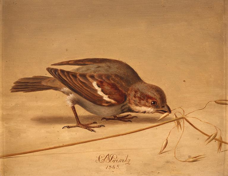 Christian August Printz, Gråsparv (Passer domesticus).