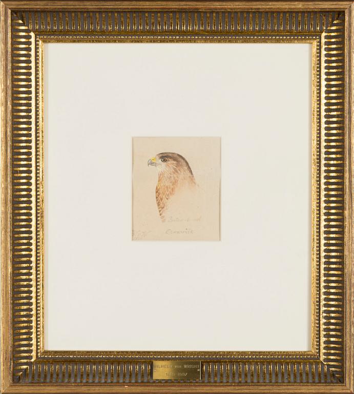 Wilhelm von Wright, Common Buzzard.