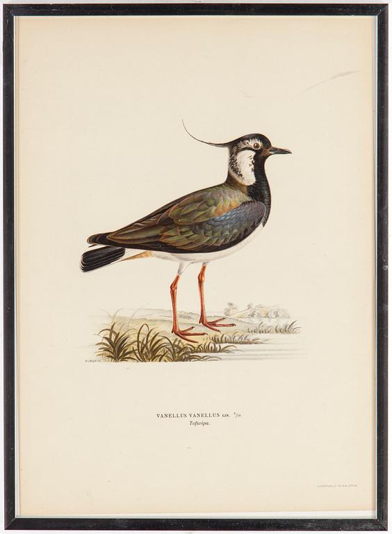 LITOGRAFISKA TRYCK, 10 styck, ur M och W von Wright, Svenska fåglar. Utgivna av A Börtzells.