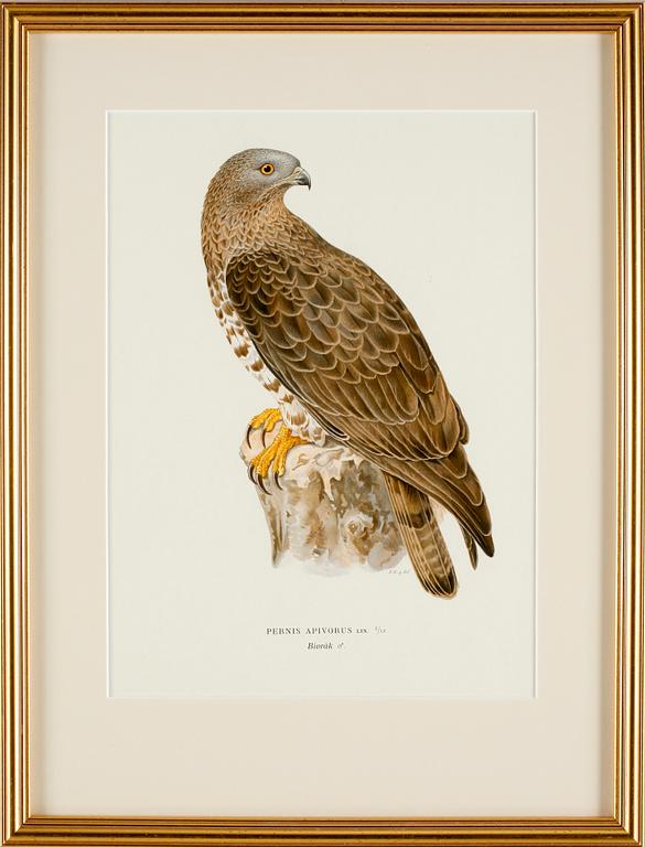 GRAFISKA TRYCK, 4 st, ur von Wrights fåglar.