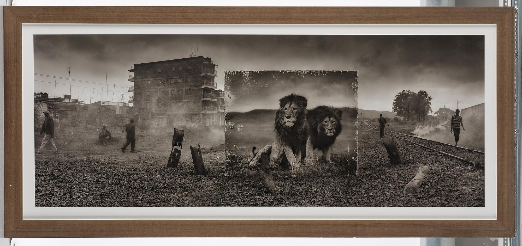 Nick Brandt, "Railway Line With Lion Brothers", 2015.