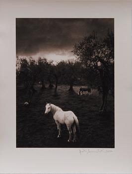 PENTTI SAMMALLAHTI, "CILENTO, ITALY".