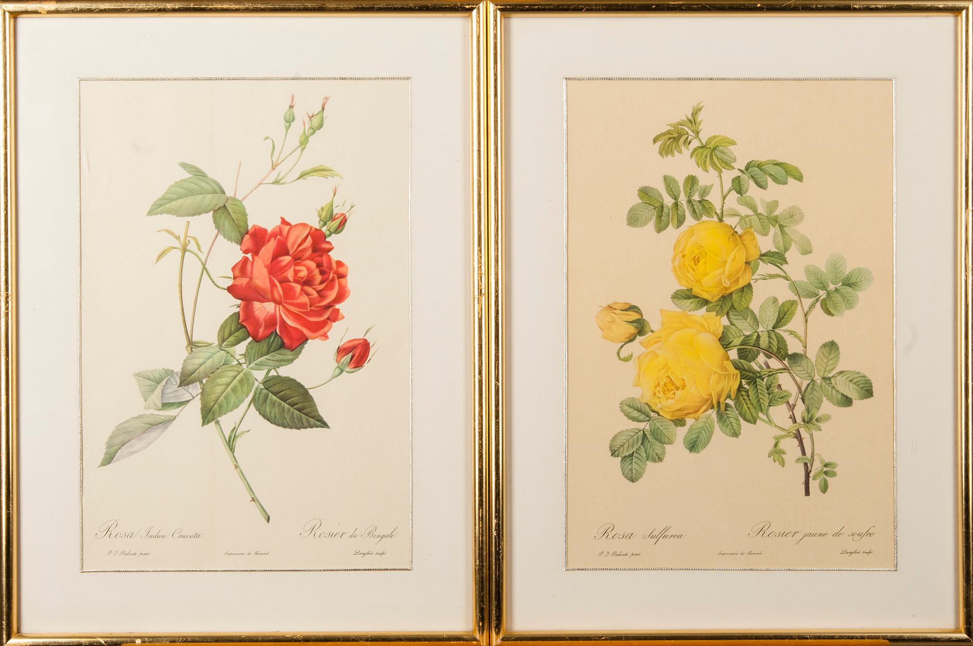 TRYCK, 2 st, efter P.J. Redouté, ur bokverket "Les Roses", 1900-talets senare hälft.