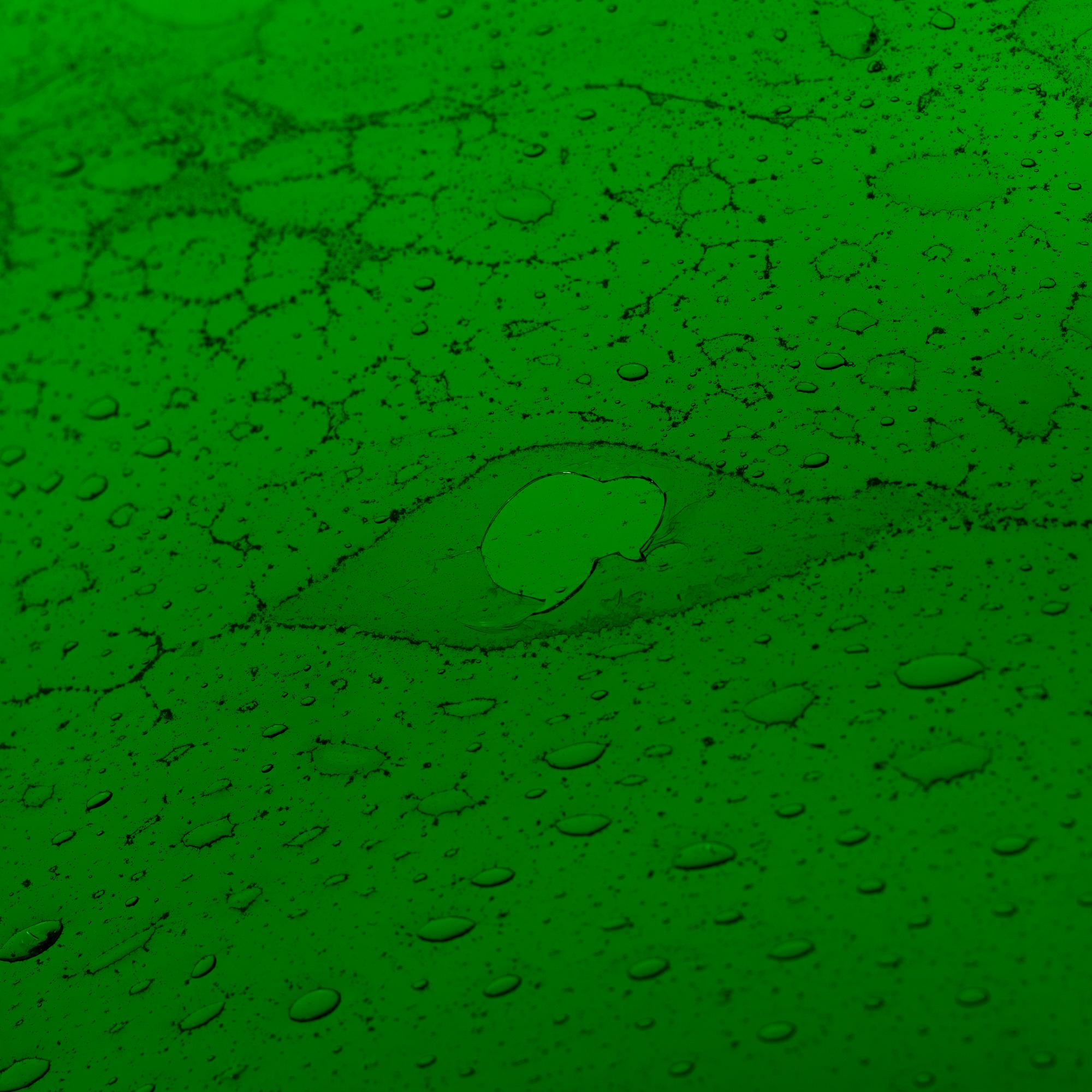 Kaj Franck, skål, "Sargasso", glas, signerad Nuutajärvi Notsjö. 1960/70-tal.