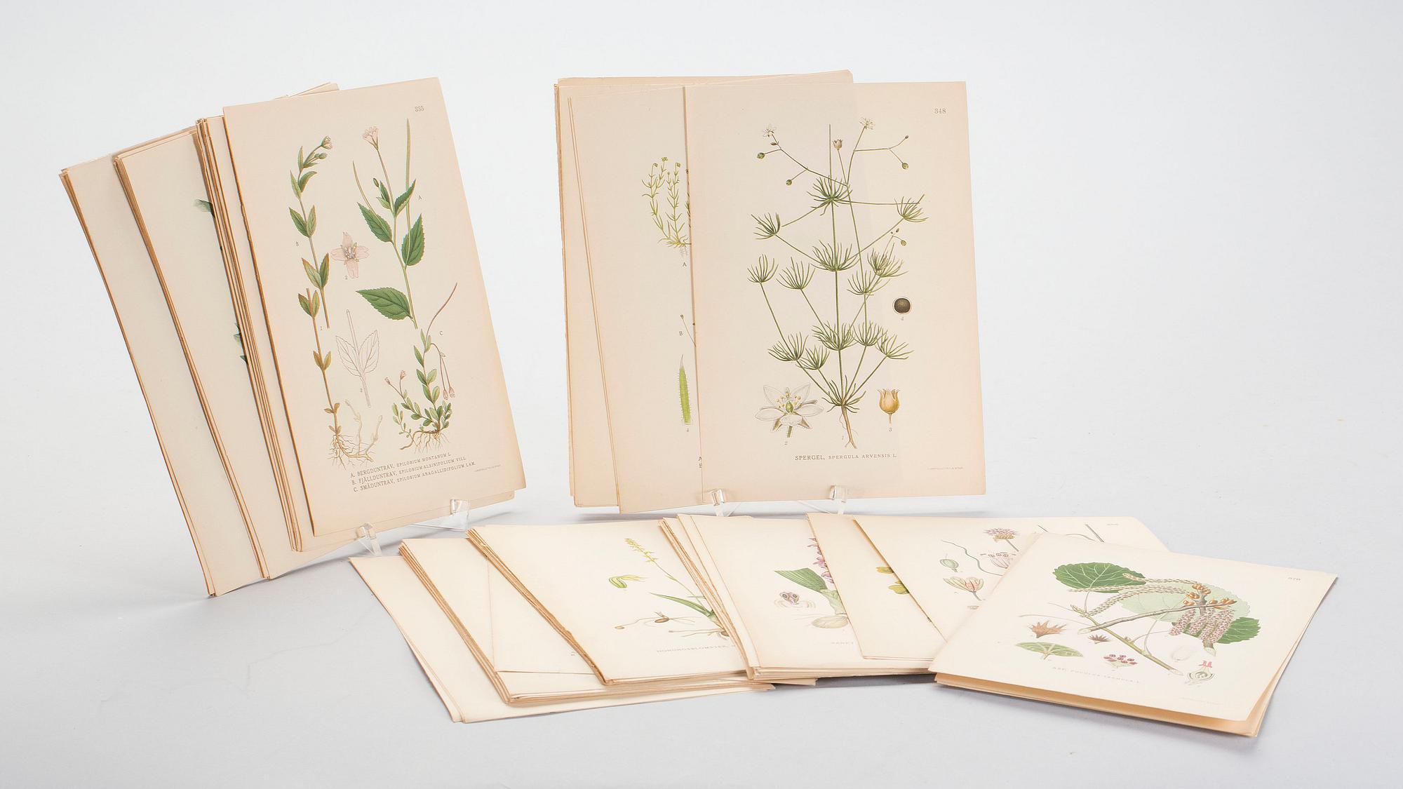 LITOGRAFISKA TRYCK, ca 90 st, "Nordens Flora", C A Lindman, A. Börtzells, Stockholm, 1900-talets första hälft.